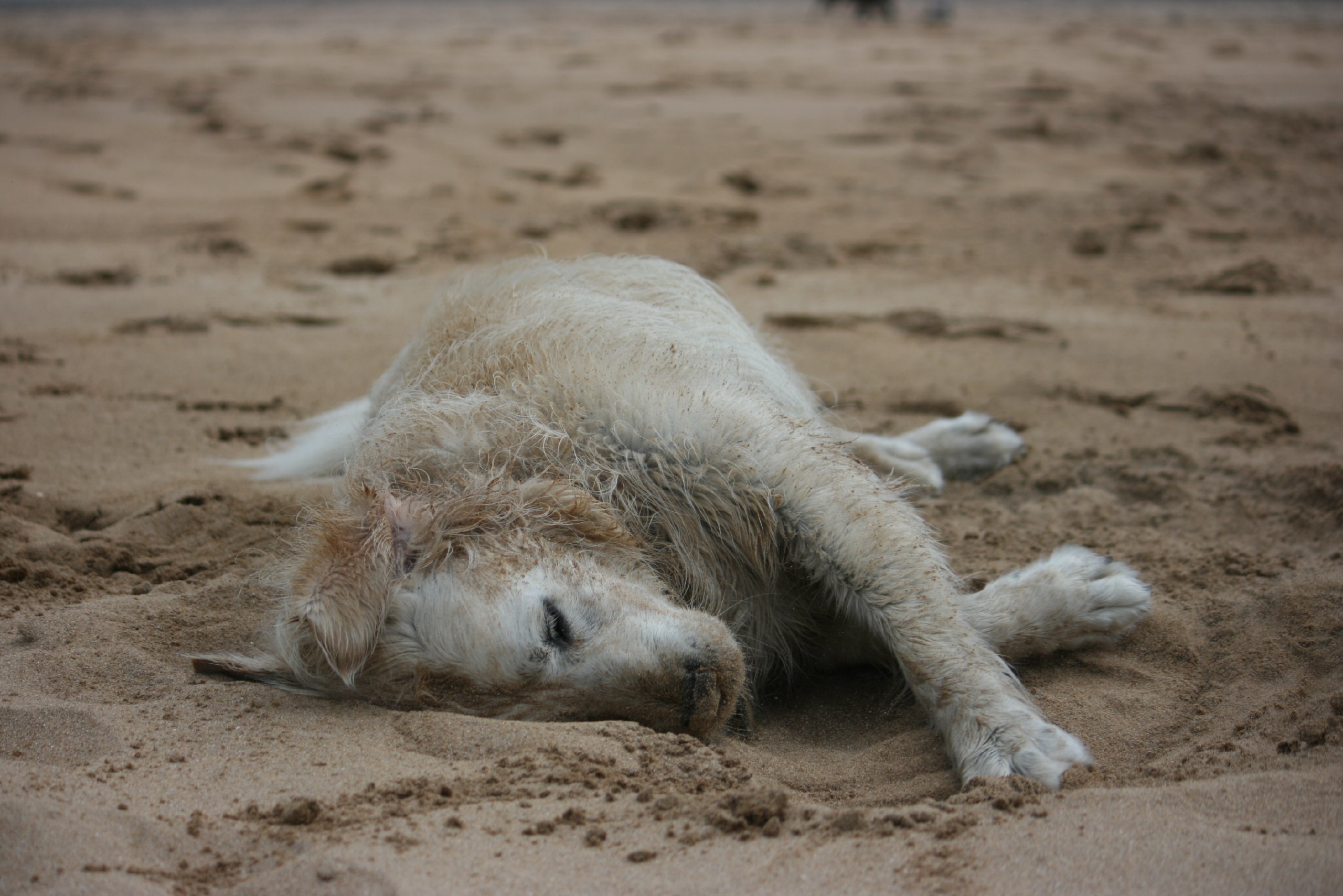 Freshwater West, Pembrokeshire